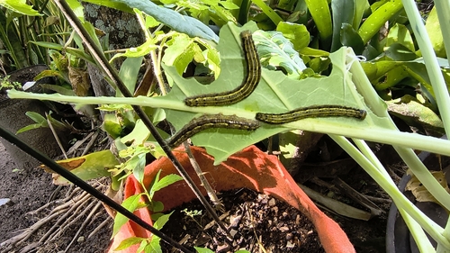 Great Southern White