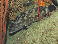 Epinephelus coeruleopunctatus