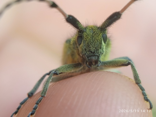 Agapanthia dahlii