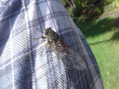 Amphipsalta zelandica