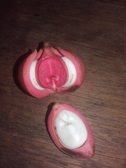 Tetragastris altissima