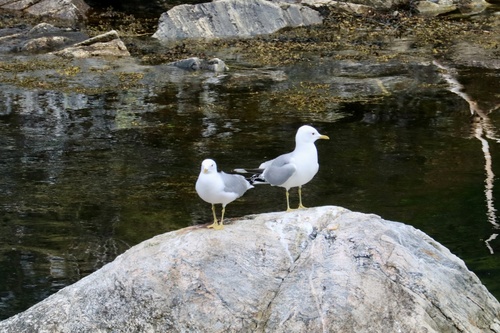 Common Gull