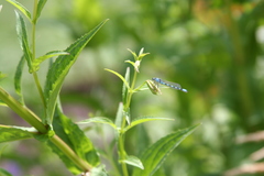 Enallagma carunculatum