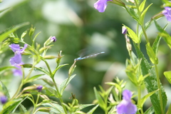 Enallagma carunculatum