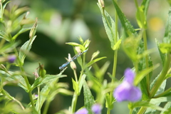 Enallagma carunculatum