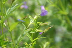 Enallagma carunculatum