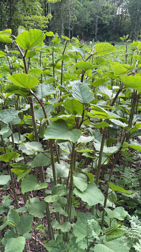 Наблюдение на iNaturalist
