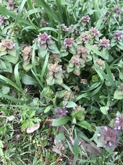 Lamium purpureum