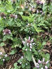 Lamium purpureum