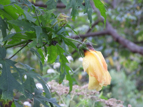Abelmoschus moschatus