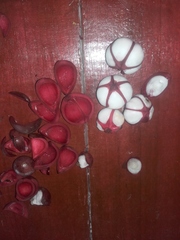 Tetragastris altissima