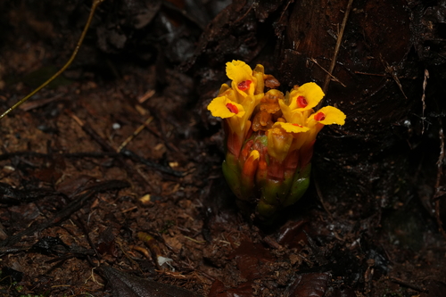 Etlingera fimbriobracteata observed 2026-05-18