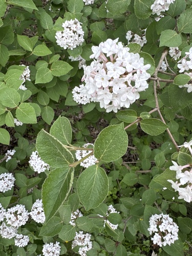 Viburnum carlesii observed 2026-05-19