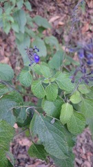 Salvia urolepis