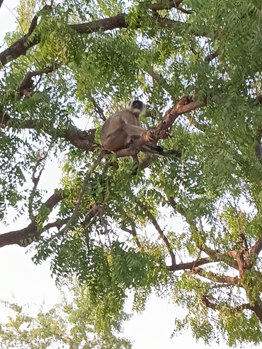 Bengal Sacred Langur