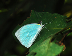 Nepheronia thalassina