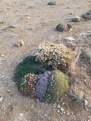 Acantholimon