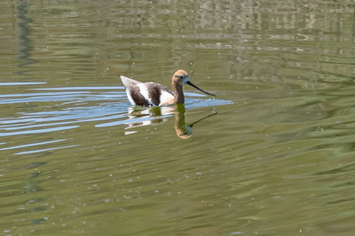American Avocet