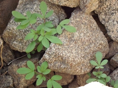 Cleome chilensis