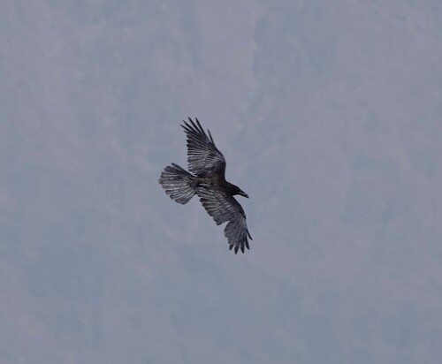 Brown-necked Raven