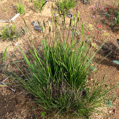 Aristea cantharophila