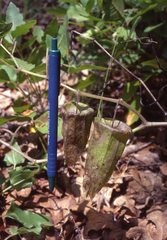 Physalis macrosperma