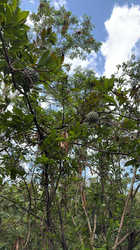 Sweetsop
