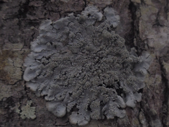 Hypotrachyna showmanii