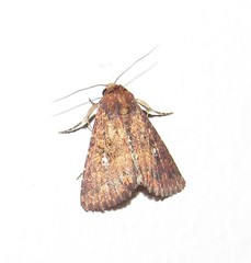 Condicini