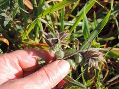 Nonea vesicaria