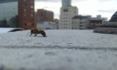 Apis mellifera