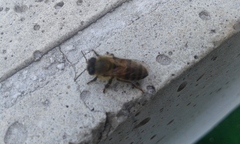 Apis mellifera