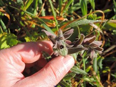 Nonea vesicaria