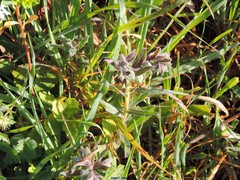 Nonea vesicaria