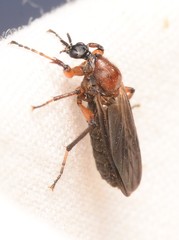 Bibioninae