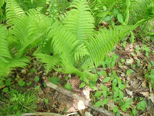 Ostrich Fern
