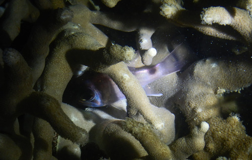 Nectamia savayensis observed 2026-05-16