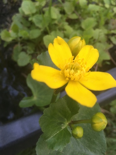 yellow marsh marigold (Caltha palustris)
