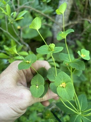 Euphorbia purpurea, photograph (c) Sean D Sipple, some rights reserved (CC BY)