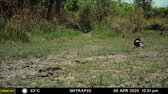 Halcyon leucocephala leucocephala