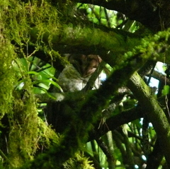 Tyto alba punctatissima
