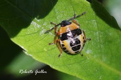 Supputius cincticeps