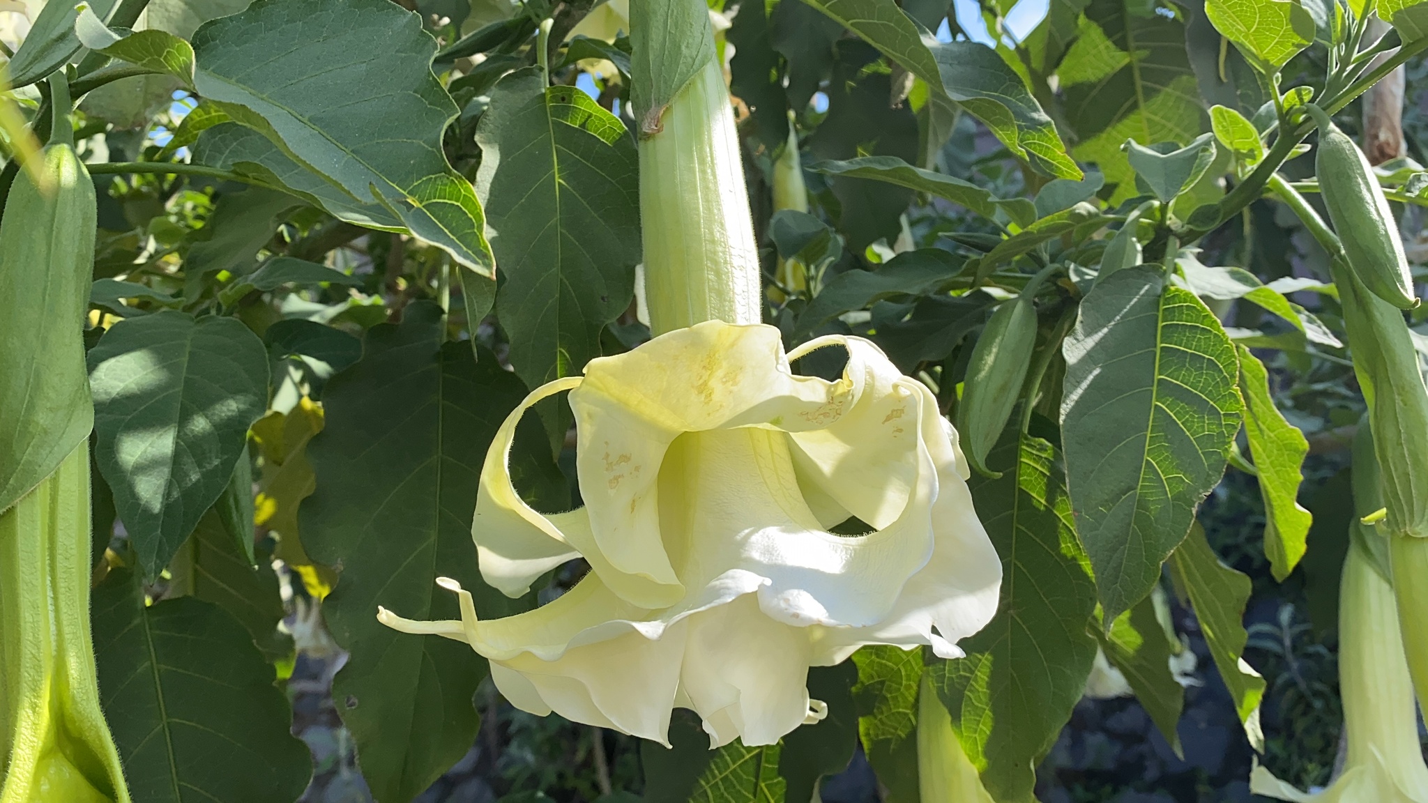 Foto de Brugmansia arborea (L.) Steud.