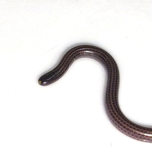 Pantanal Threadsnake