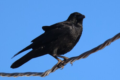 Little Crow (Corvus bennetti), photo 3