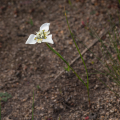 Moraea cantharophila