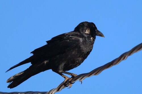 Little Crow (Corvus bennetti), photo 4
