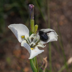Moraea cantharophila
