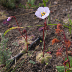 Drosera pauciflora