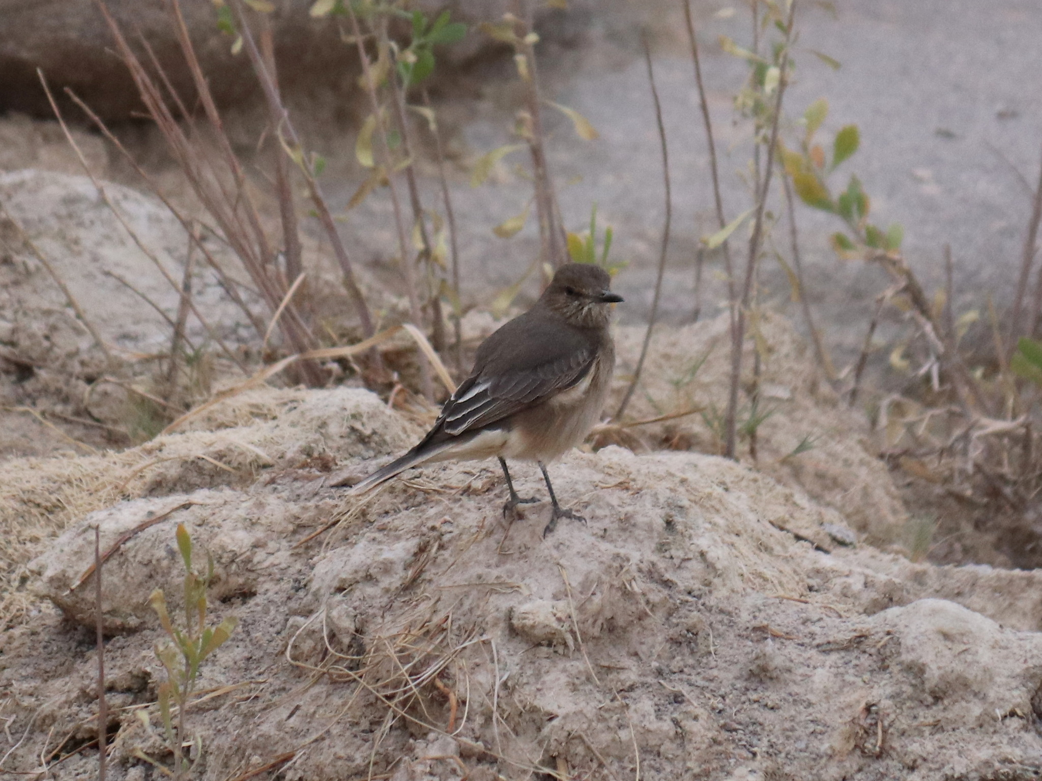 Black-billed Shrike-Tyrant (Agriornis montanus), photo 7